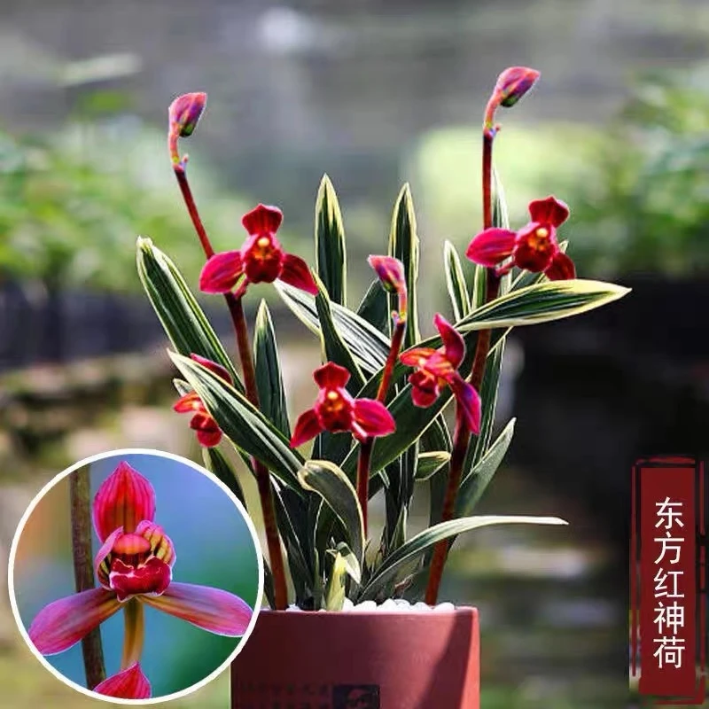 墨兰【东方红神荷】报岁兰春节前后开花