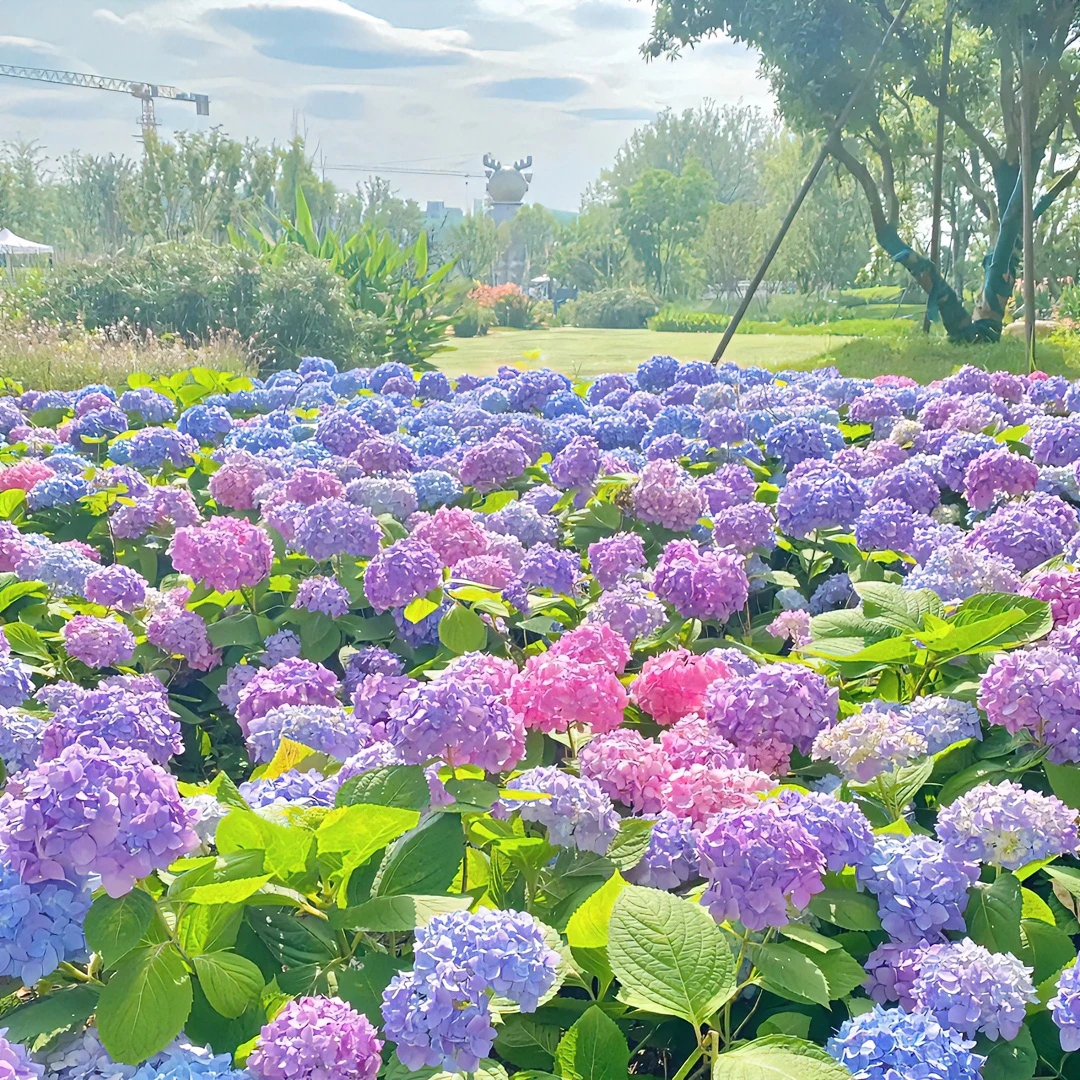 混色梦幻绣球花种子糖果花种庭院阳台盆栽四季开花室外花种孑