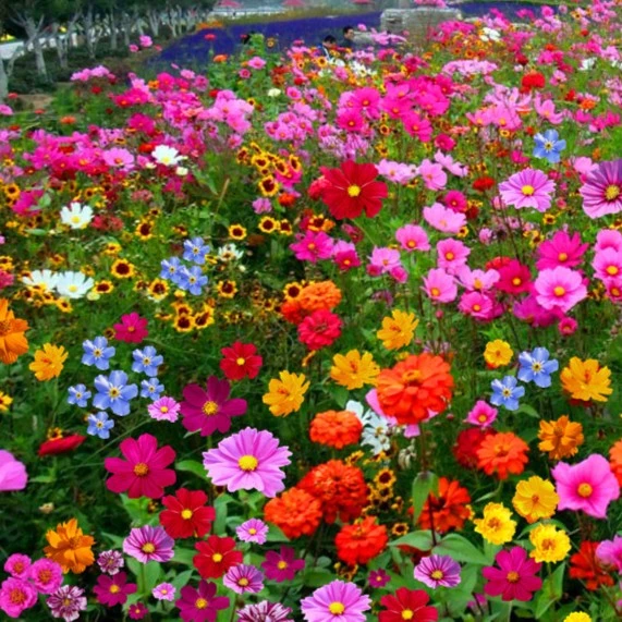 【野花组合】50个品种混合波斯菊格桑花种籽庭院阳台养花四季播种