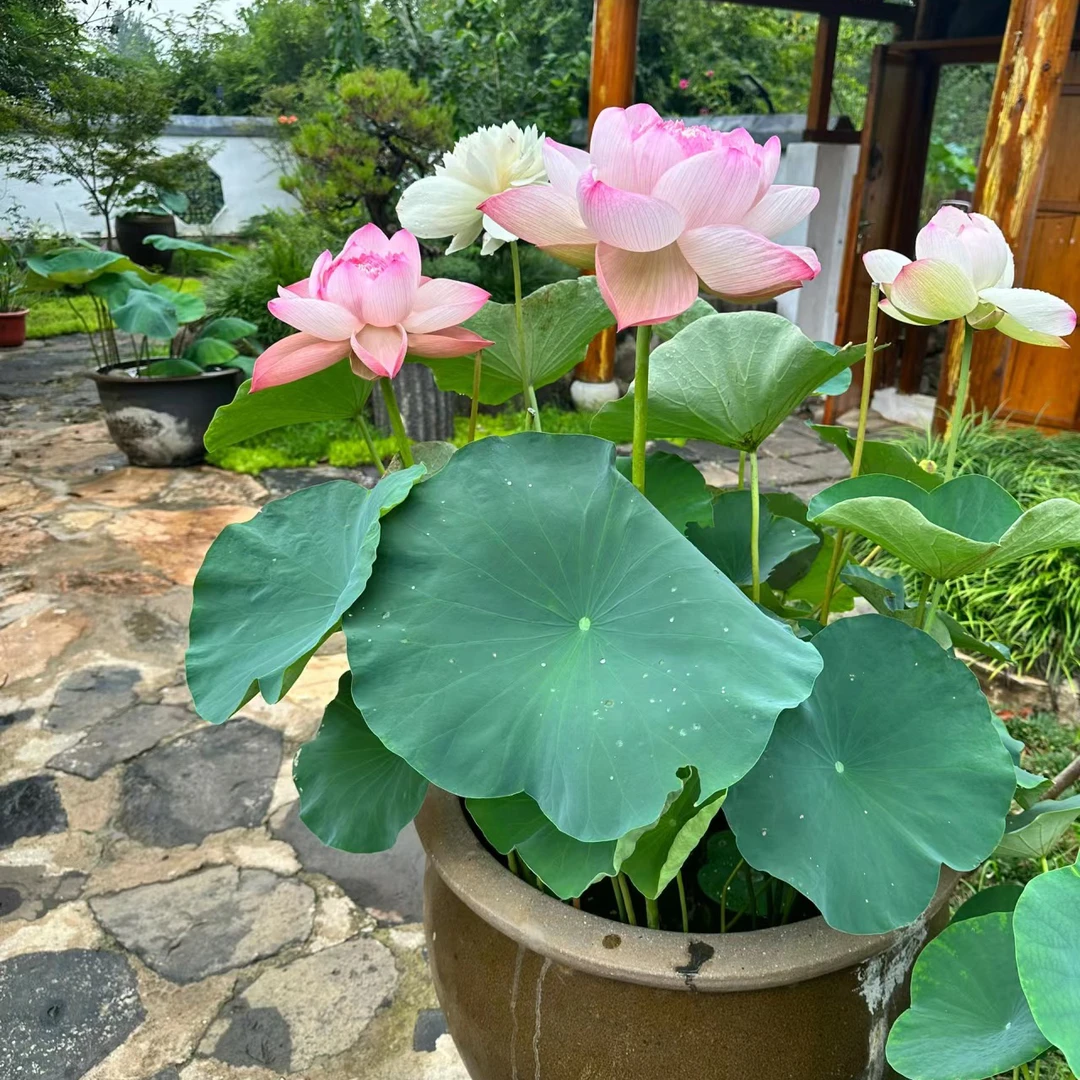 荷花观赏藕种苗水养莲藕盆栽水生植物池塘碗莲睡莲