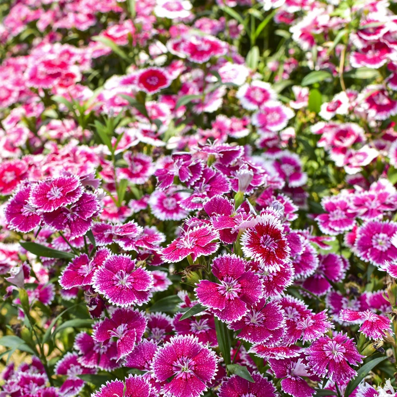 多年生绣球石竹花种籽子四季开花播种室内外庭院花籽好养活直播6