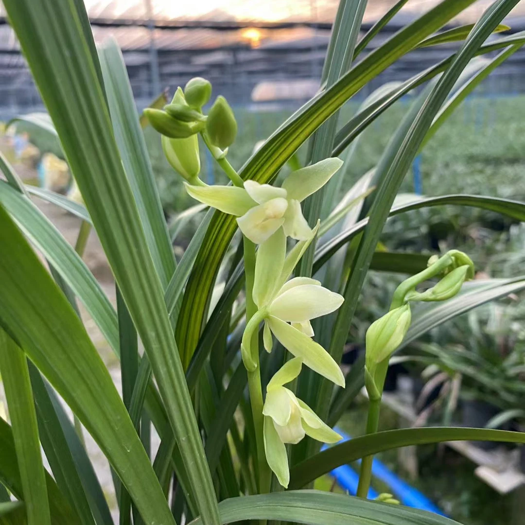兰花盆栽金丝马尾裸根实惠建兰青苗浓香型开花浓香花期6-12月