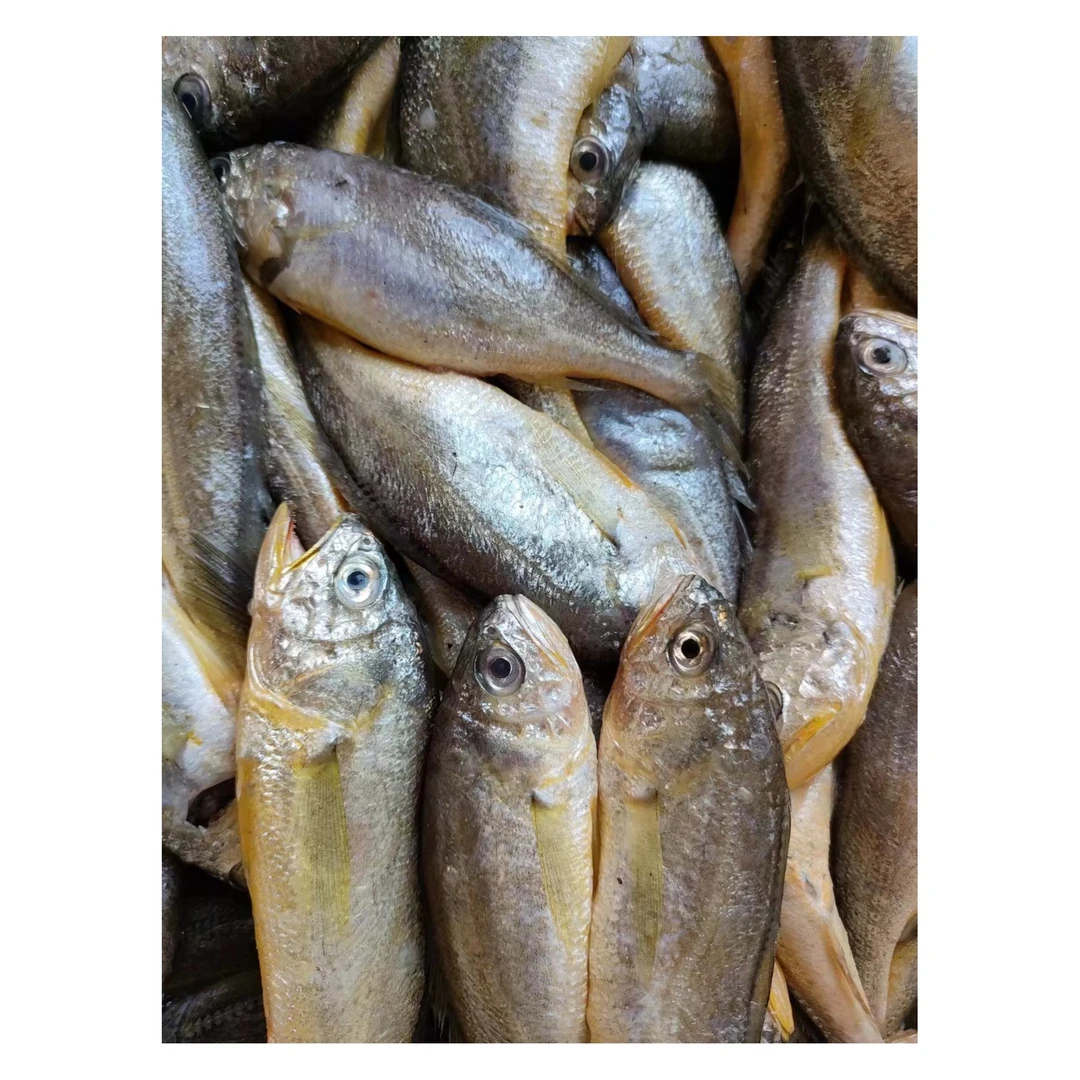 野生细鳞小黄花鱼9-10条左右/斤  山东威海发货