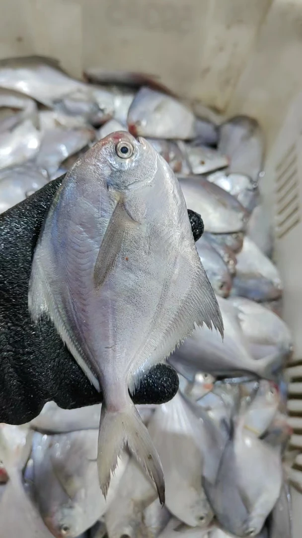 【野生银鲳鱼】 6条/斤 新鲜海捕野生银鲳鱼 平鱼 净4斤