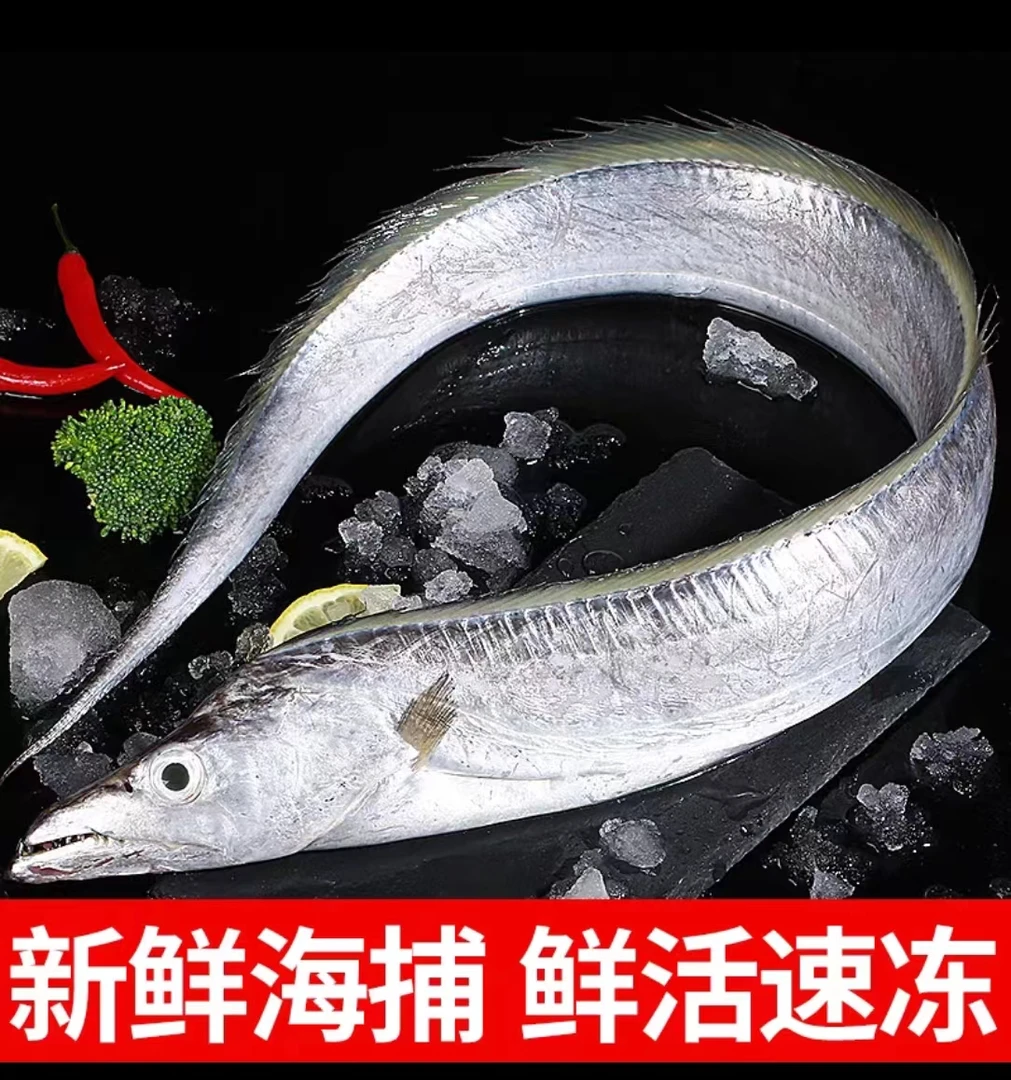 【海娃】特大野生渤海湾冷水油带鱼 8两-1斤/条 山东威海码头直发