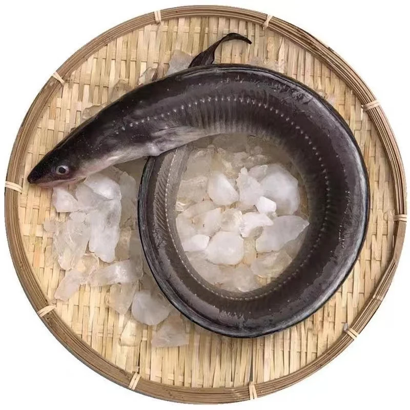 【野生海鳗鱼】 新鲜海捕七星鳗鱼 冷水油鳗鱼 净4斤  威海码头直发