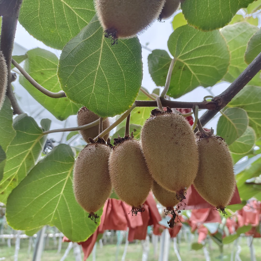 陕西武功绿益隆翠香猕猴桃大果五斤（单果重量90克以上）