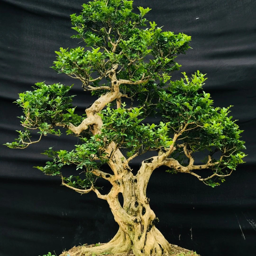 绿植直播一物一拍2