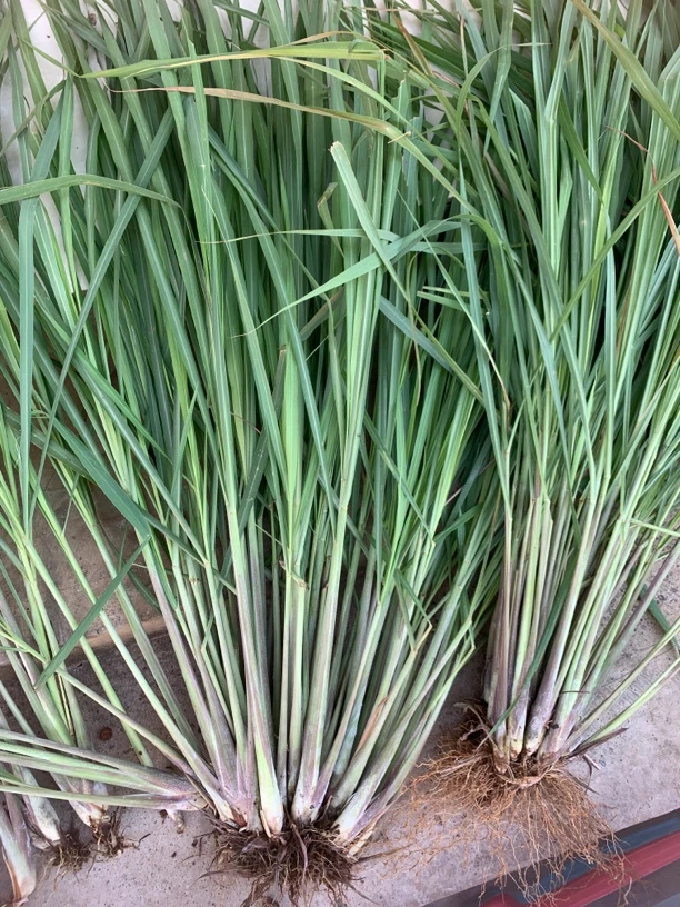 香茅草新鲜当季时令食用香料柠檬香茅草烤鱼烧烤奶茶店专用500 克