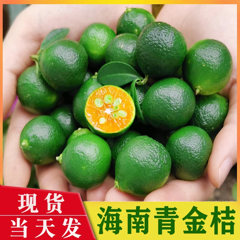 新鲜采摘海南青金桔小金橘小金桔小青柠檬酸柑奶茶店榨汁调味水果