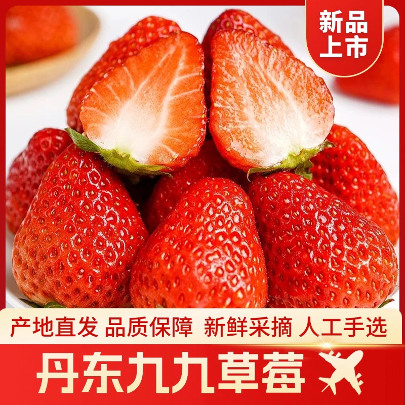【顺丰空运】丹东正宗九九牛奶草莓当天新鲜采摘应季空运包邮