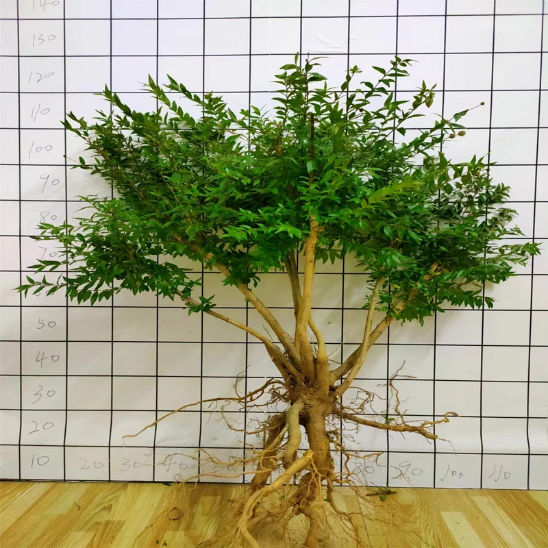 水杨梅鱼缸造景水培植物水陆溪流龟缸绿植懒人植物易养微型盆景栽