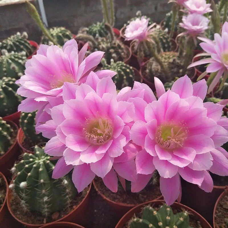 实生短毛丸粉花大花仙人球仙人掌植物室内阳台花卉盆栽植物