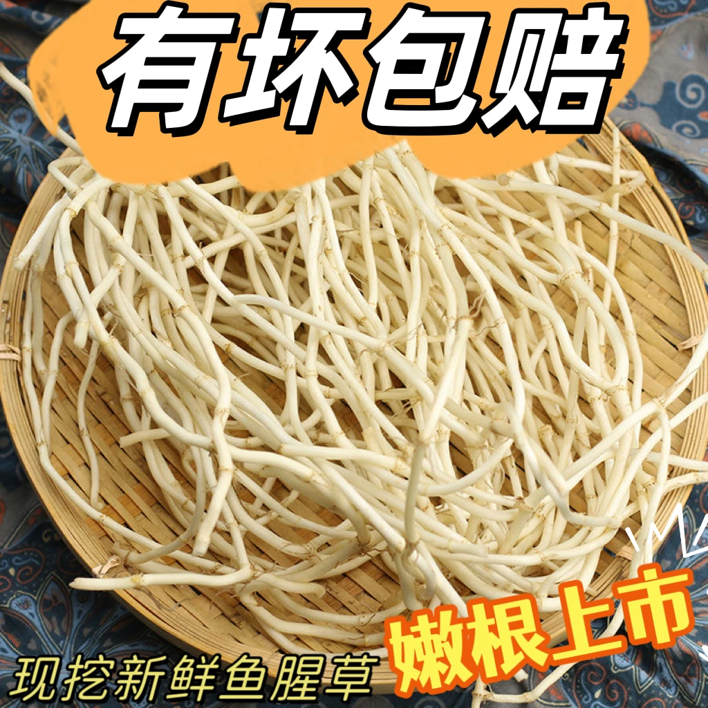 新鲜鱼腥草折耳根洗净嫩根当天采挖次日发货凉拌鱼腥草下饭菜开胃