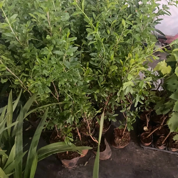 软子石留苗包邮绿植