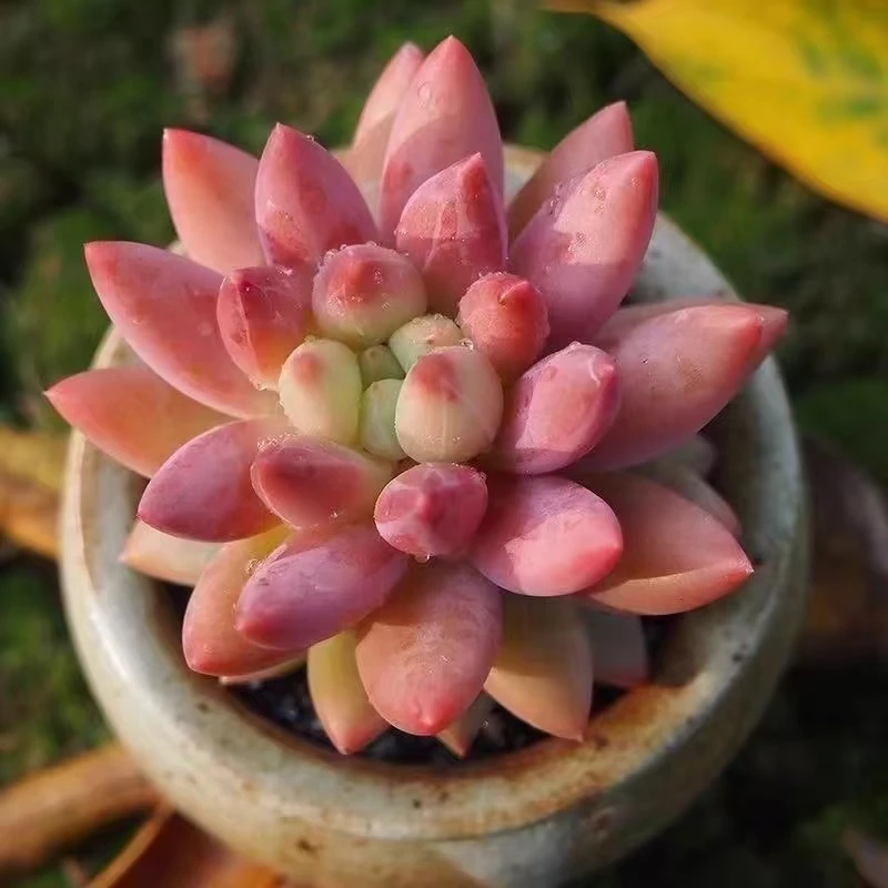 精品红蜻蜓多肉新手好养