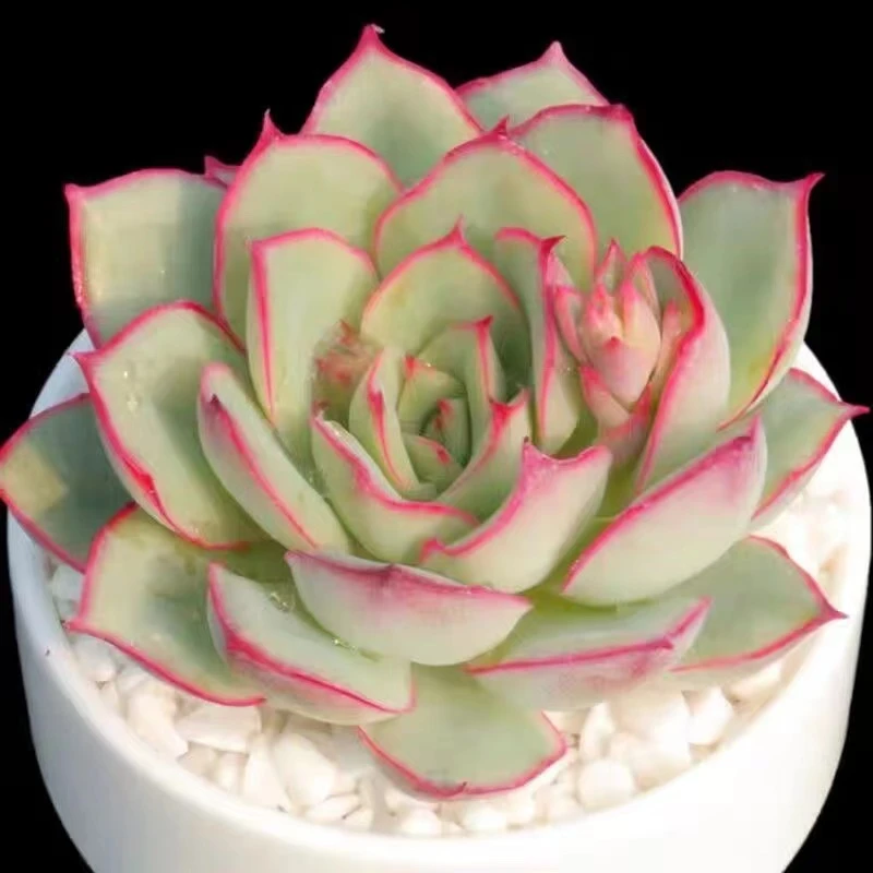 荷花多肉好养阳台精品多肉老桩美观简单