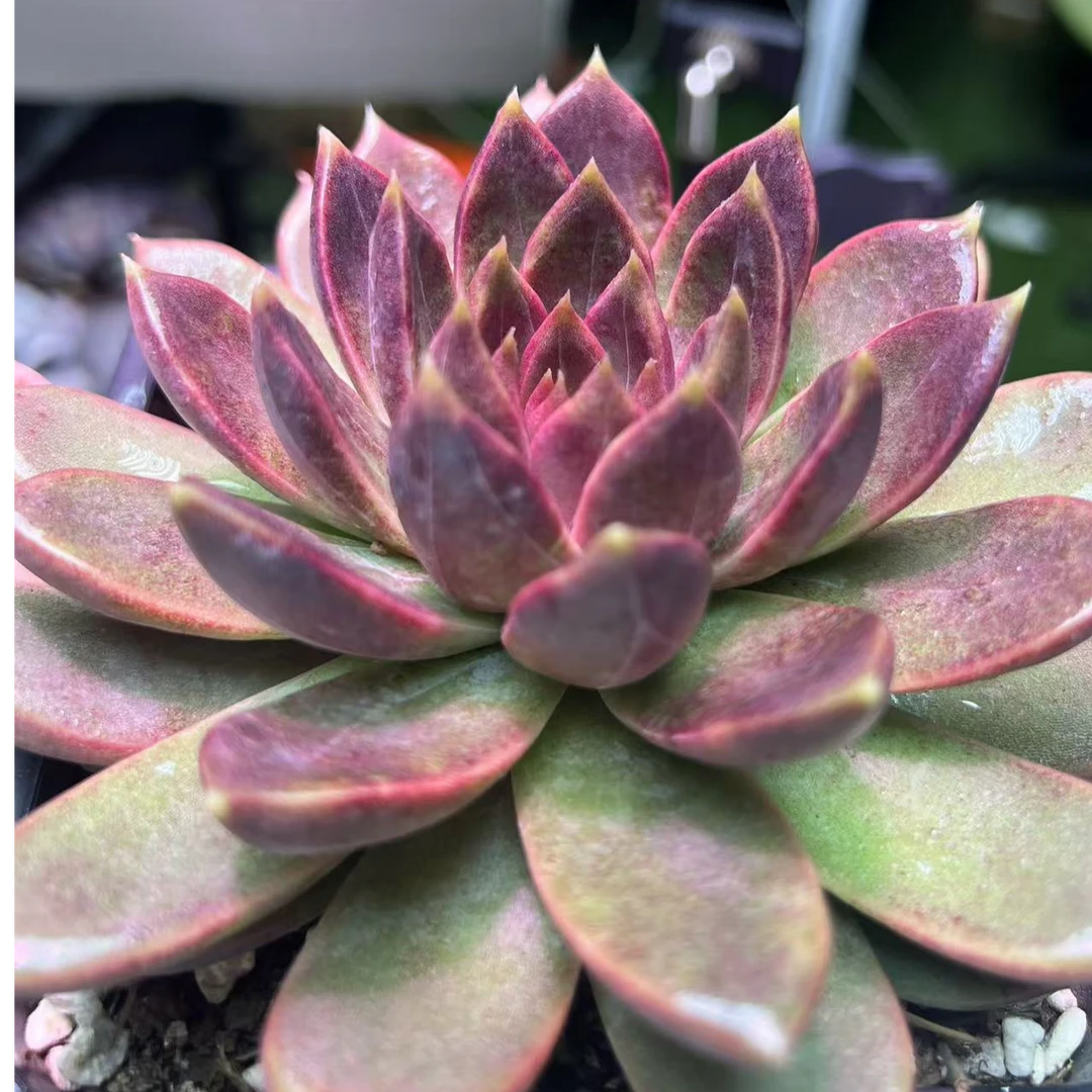 精品暗纹玫瑰多肉新手好养