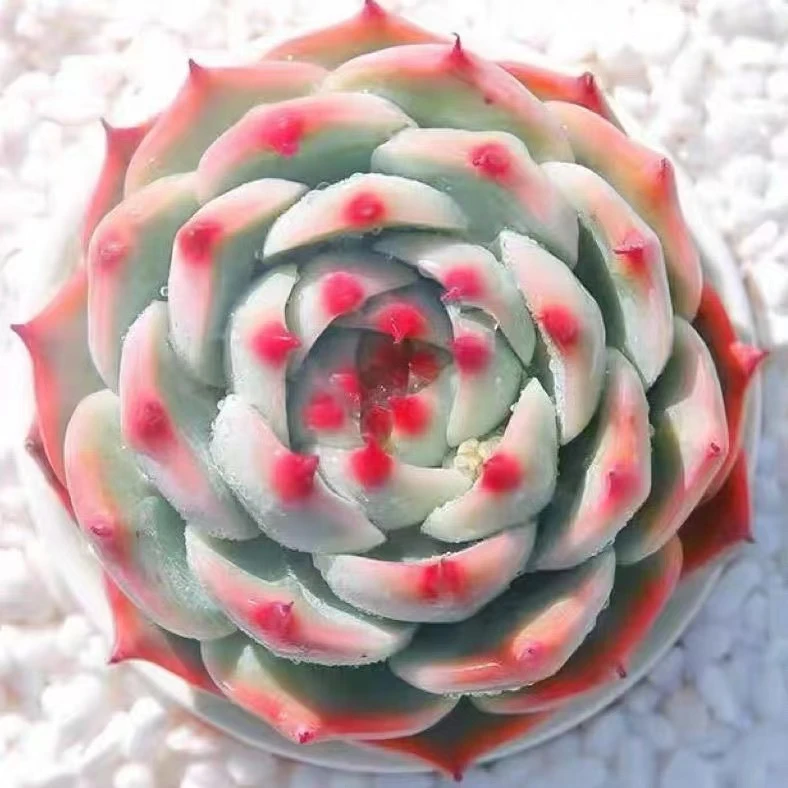 吉娃娃精品多肉老桩美观