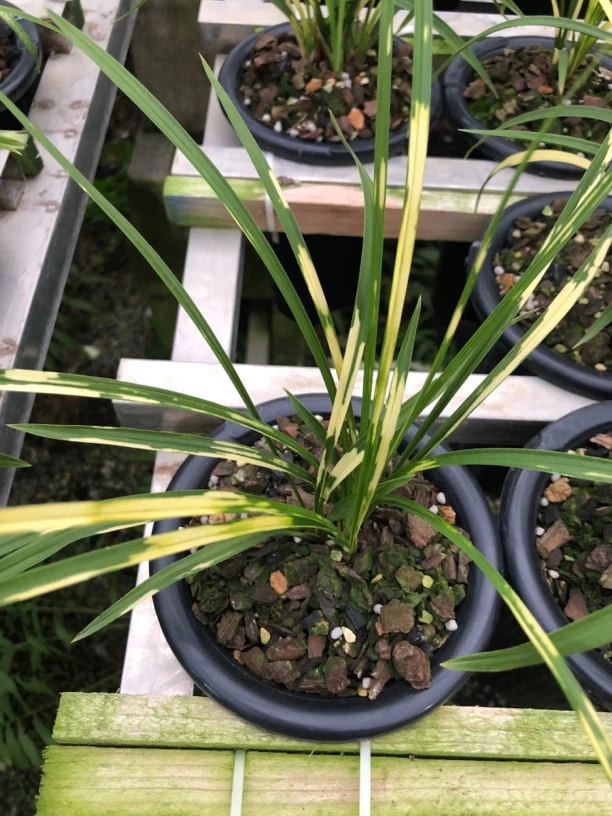 春惠兰花艺草品种