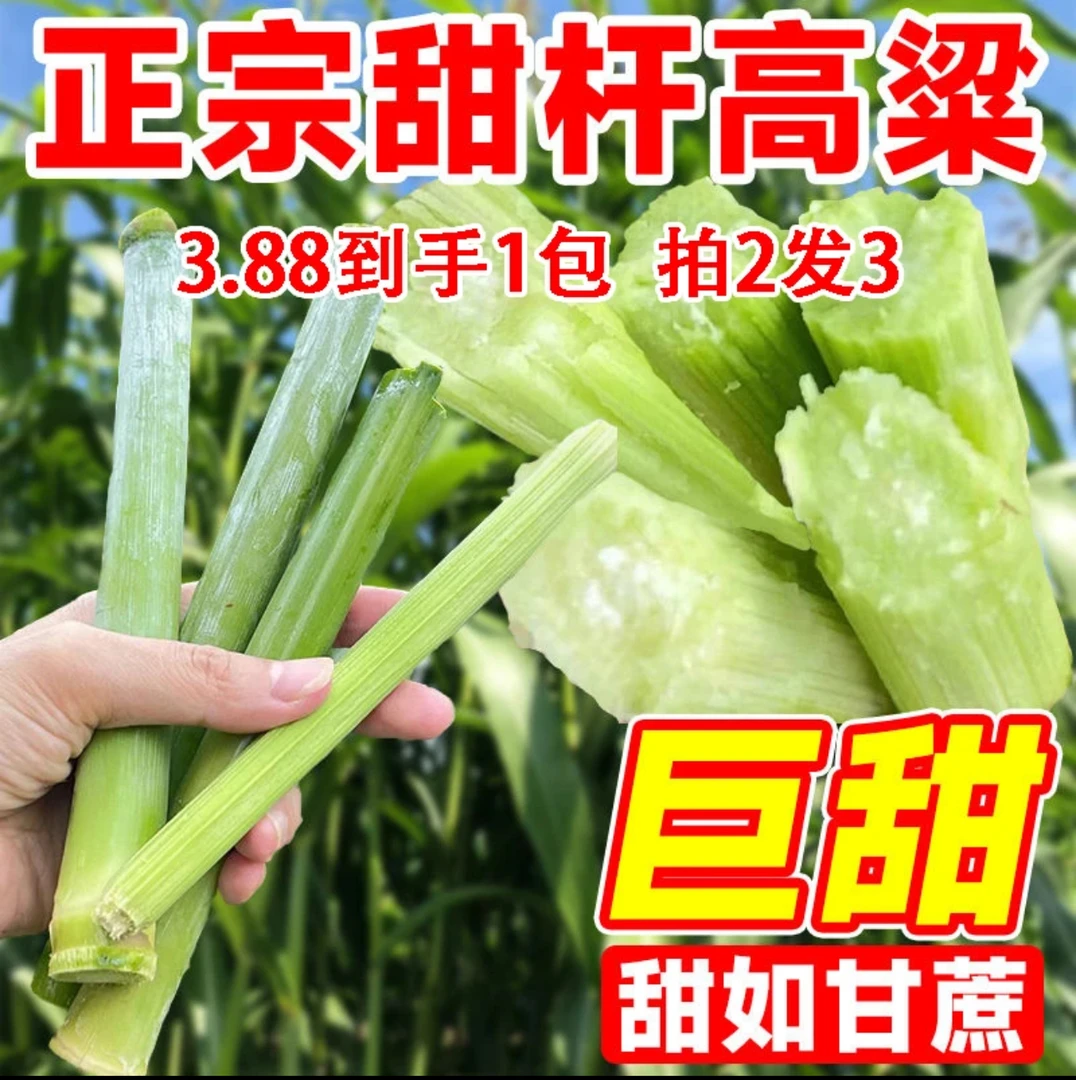 甜高粱种子春季四季北方甜杆秸子甜棒小甘蔗种甜芦稷种籽水果种