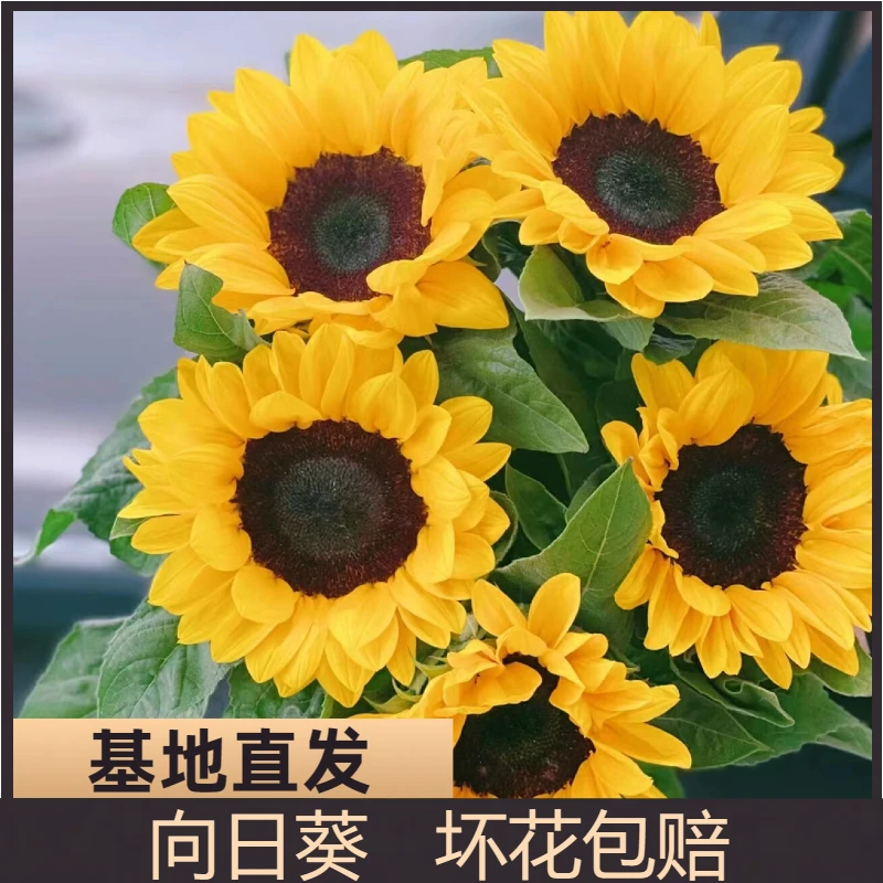 向日葵鲜花【花苞发货，收到醒花，介意勿拍】基地直发水养太阳花真花