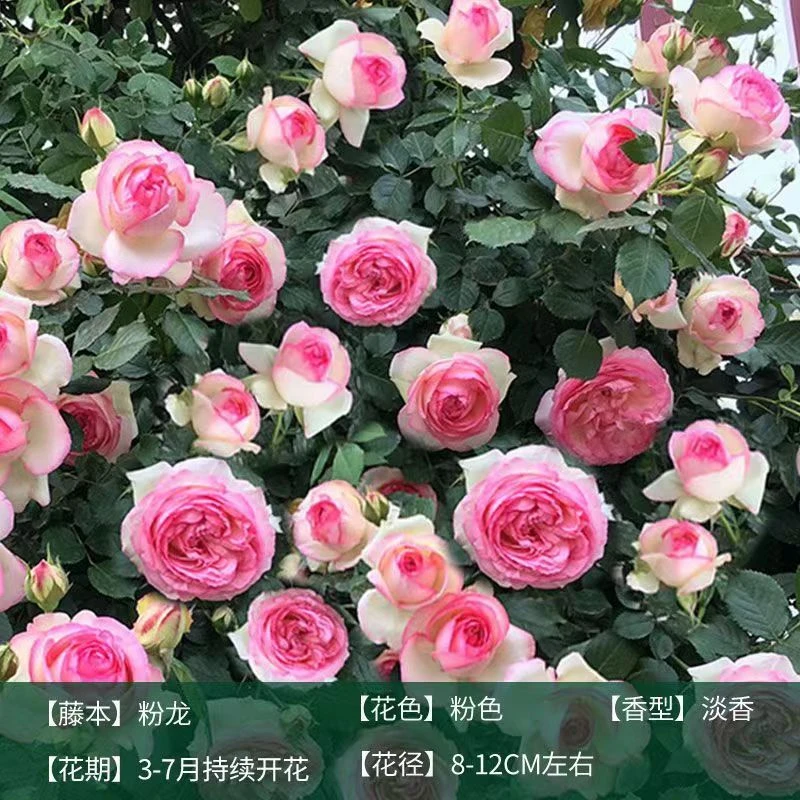 大花浓香型爬藤月季蔷薇花苗四季开花北方庭院耐寒好养活植物盆栽