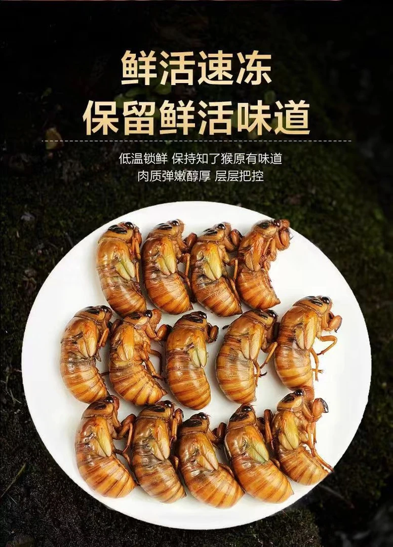 2024年新鲜知了猴活体金蝉爬叉蝉蛹知了金蝉批发爬拉猴{京东冷链}