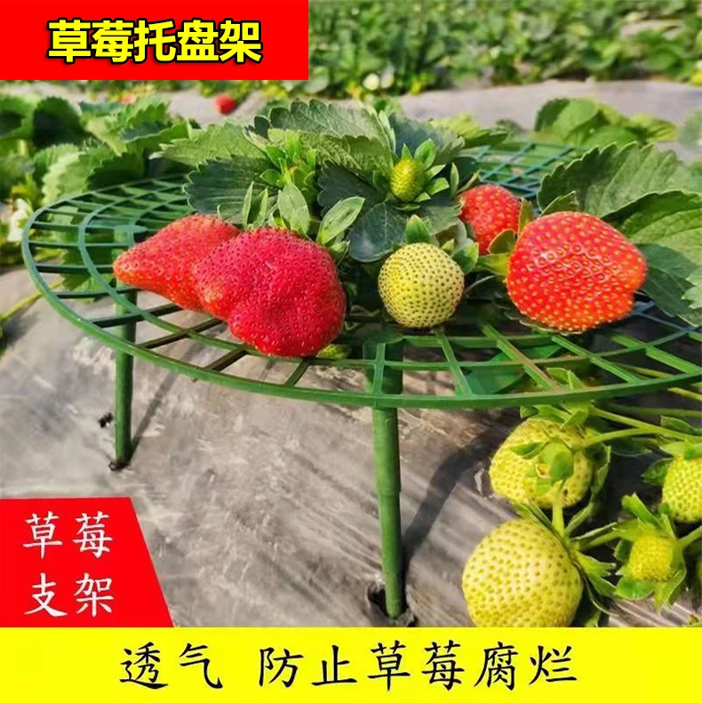 园艺家庭种植草莓托盘架防倒伏植物果实支撑园艺用品草莓支撑架子