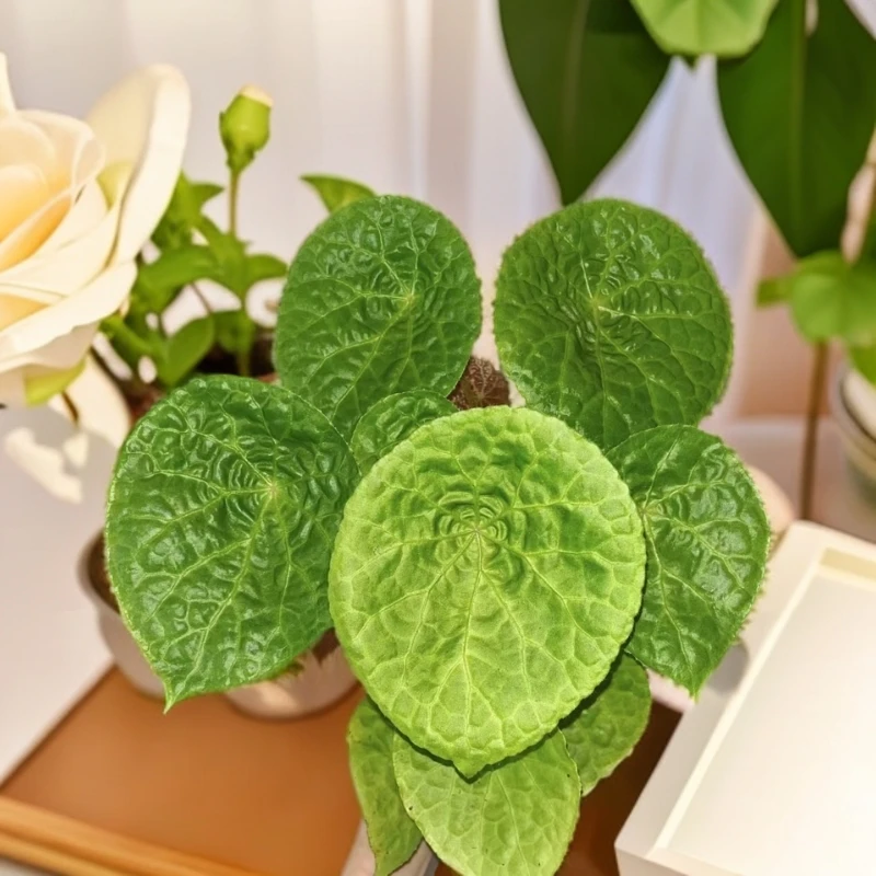 秋海棠五花室稀有品种一物一拍（轻微叶损不包）