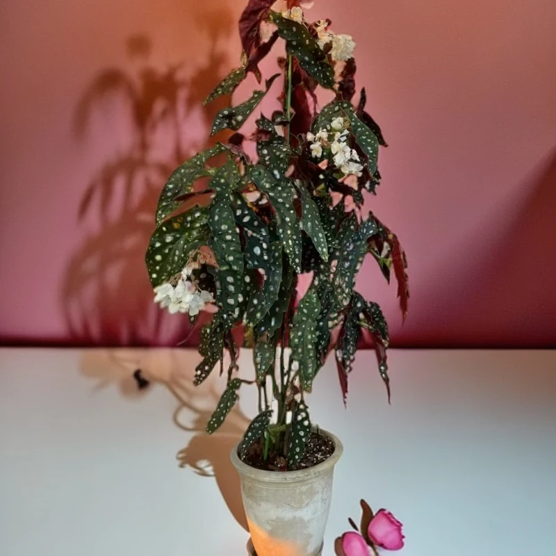 秋海棠四花室热植优选盆栽（轻微叶损不包）