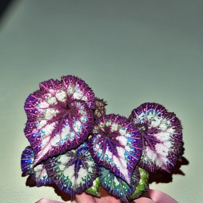 秋海棠十二花室热植优选盆栽（轻微叶损不包）