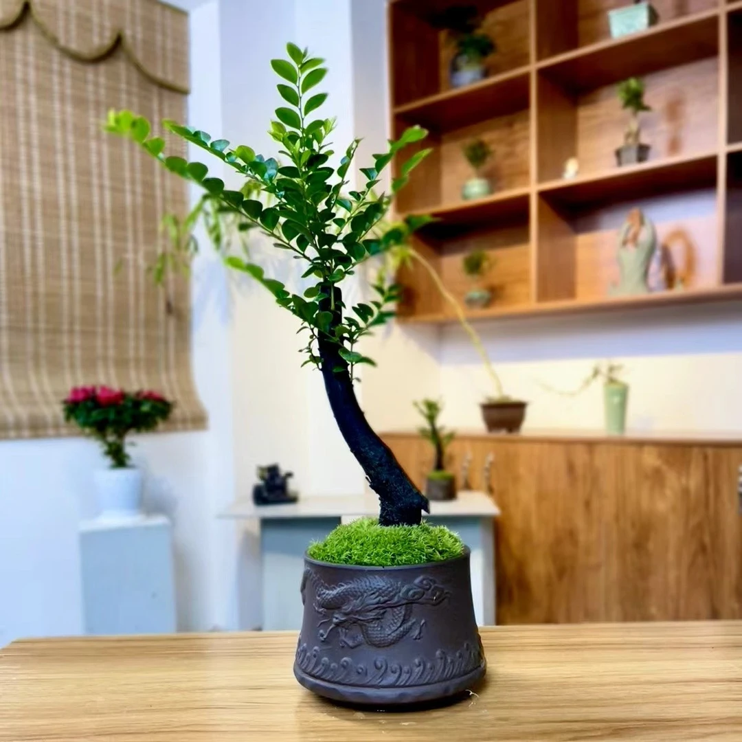 【优选】小叶紫檀/祥龙踏云盆 办公书桌室内好养盆栽名贵老桩盆景