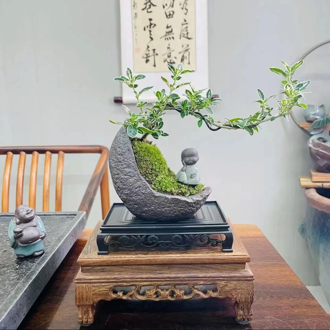 【优选】悬崖六月雪陶瓷月牙盆室内四季常绿好养易活禅意盆景盆栽