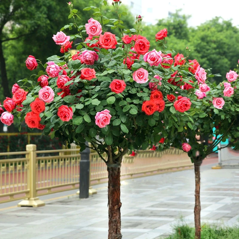 高档树桩月季老桩玫瑰自然大花浓香四季开花别墅庭院现代种植花卉