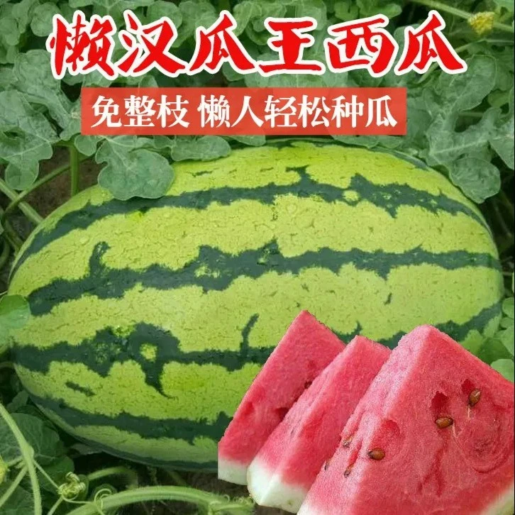 【懒汉瓜王西瓜种子】甜早熟四季播种水果无籽