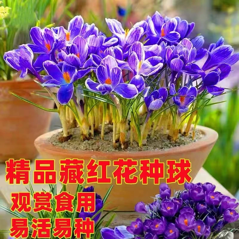 正宗藏红花种球批发藏红花种子种球苗球花番红花药用花籽花卉盆栽
