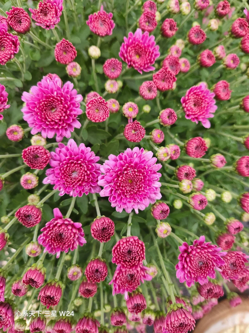 【小熊紫】千头菊四季开花多年生室内阳台耐寒耐热