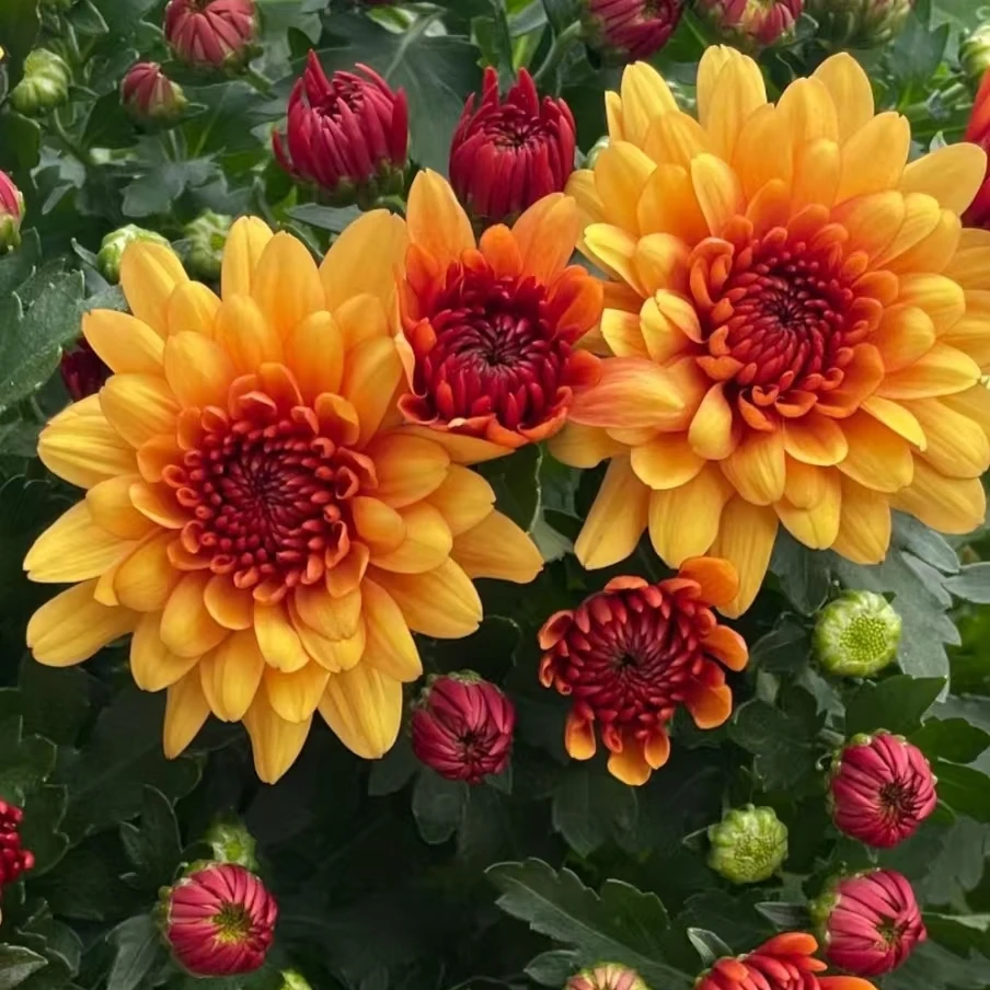 【焦糖蜜桔】荷兰菊四季开花多年生耐寒耐热室内阳台新手易养护