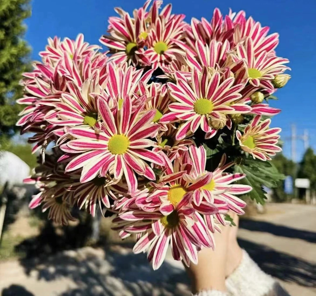 荷兰菊【油墨画斑纹菊】室内室外阳台庭院多年生四季开花耐寒耐热