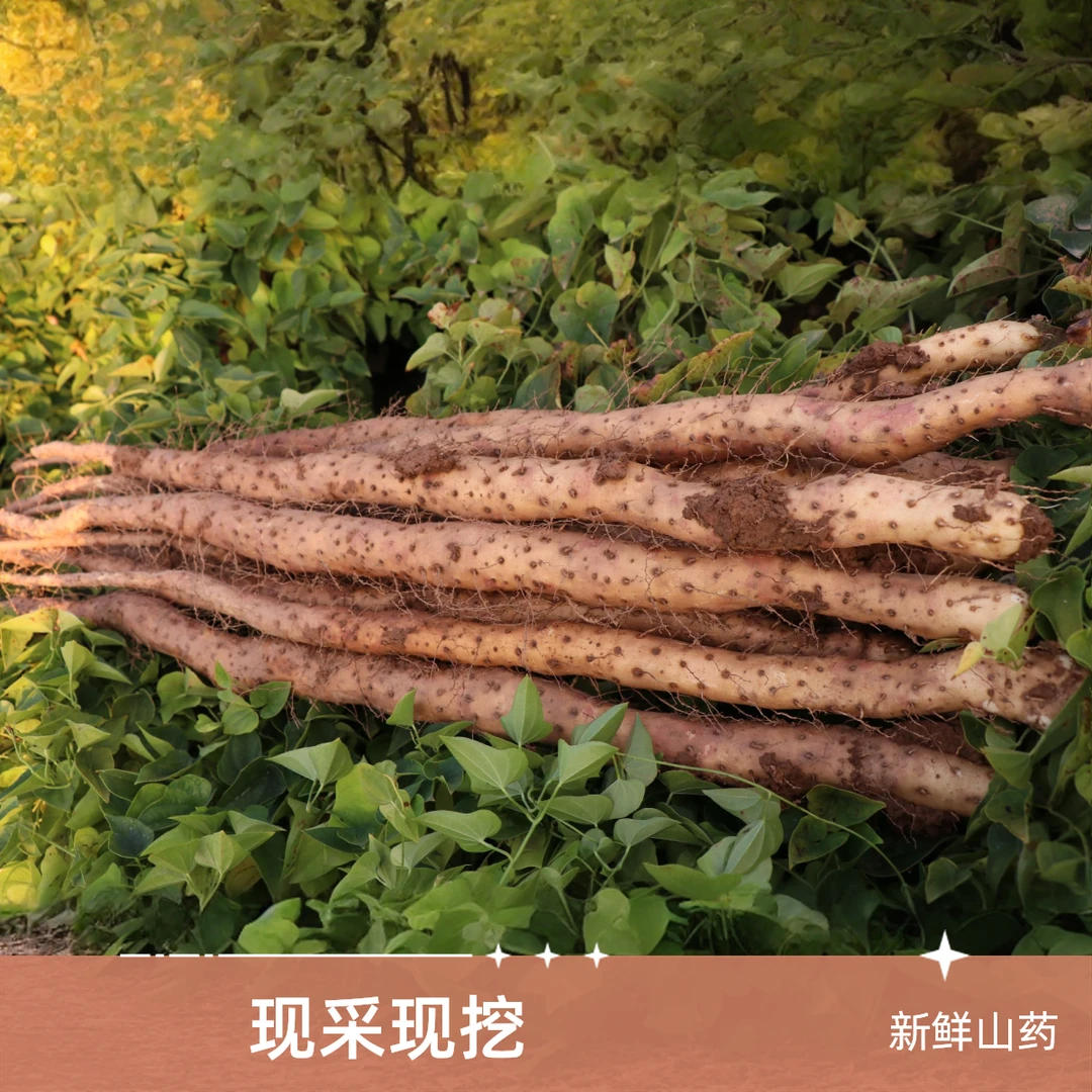新鲜现挖温县垆土怀山药 粉糯香甜 河南焦作净重5斤