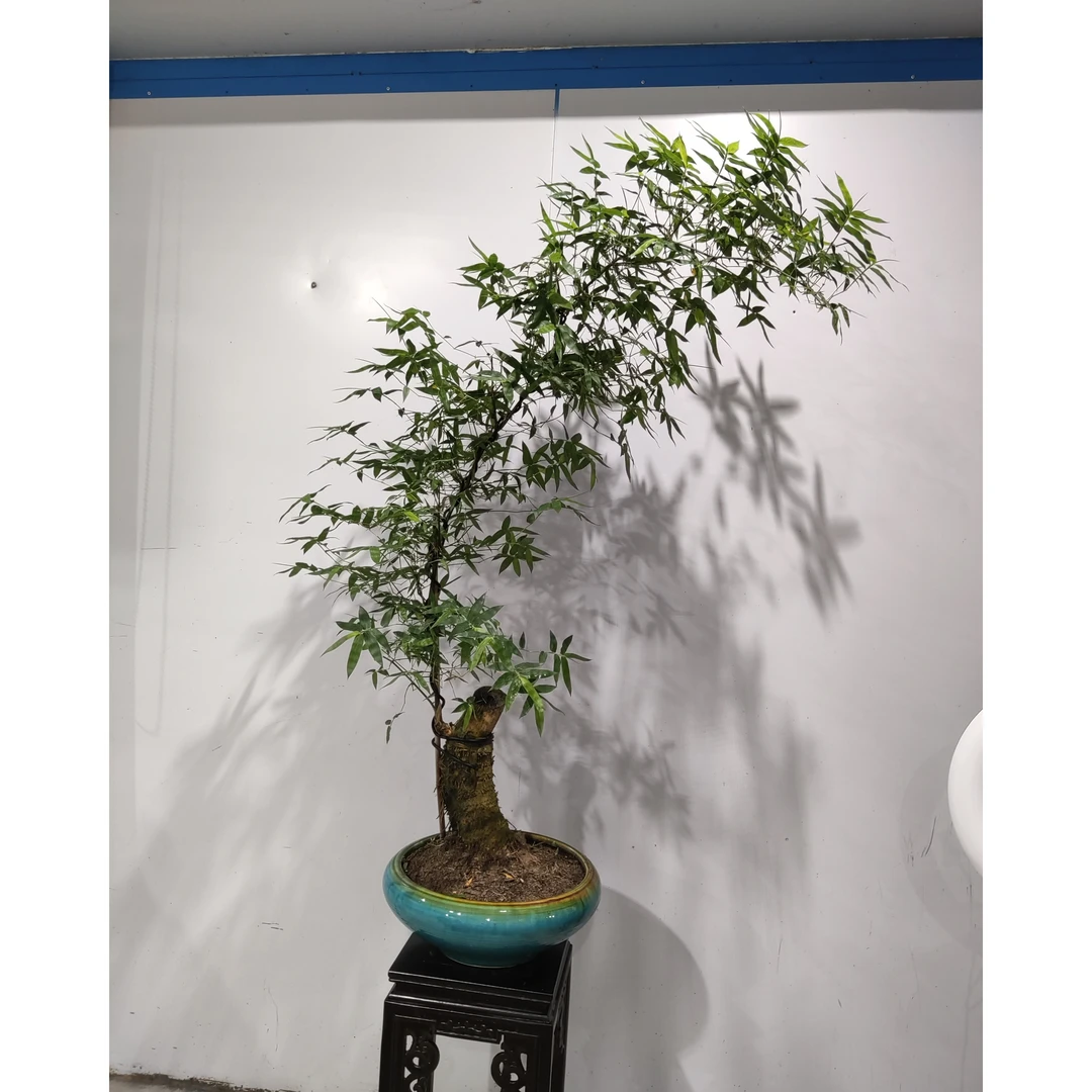 小叶簕竹成品盆栽盆景禅意竹子适合办公室客厅茶室桌面摆放室内