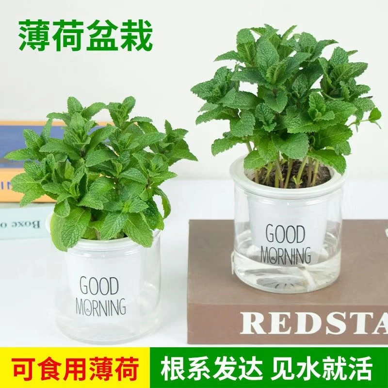 薄荷土壤精选造型大小香气自然养殖个性鲜活可土培水培室内室外