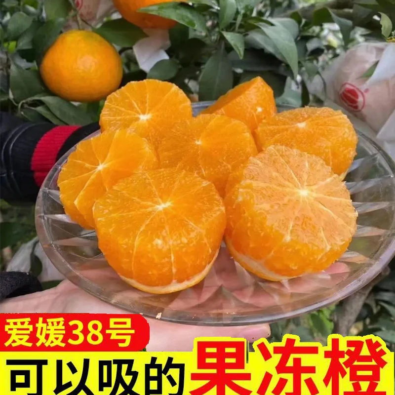 【树品源】四川爱媛果冻橙5斤装 新鲜应季水果 坏果包赔