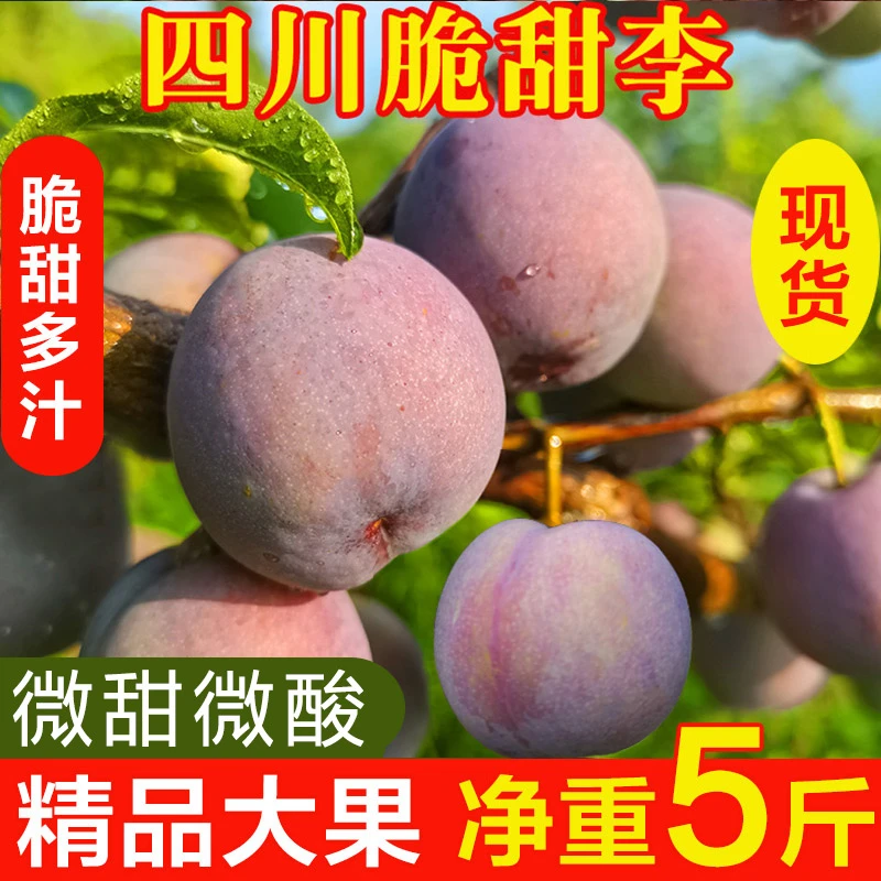 【口感巅峰期】不保脆-四川五月脆李子 3-5斤应季新鲜水果凤凰李