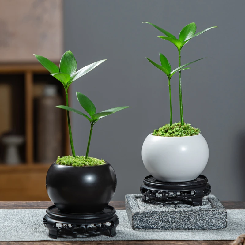 竹柏植物绿植盆栽室内好养办公室桌面四季常青盆景