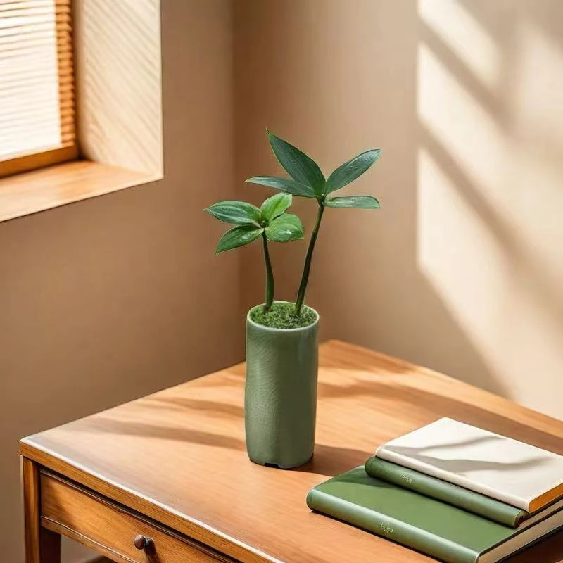 四叶草幸运草竹柏花卉绿植盆栽创意室内好养办公室竹子耐寒盆景