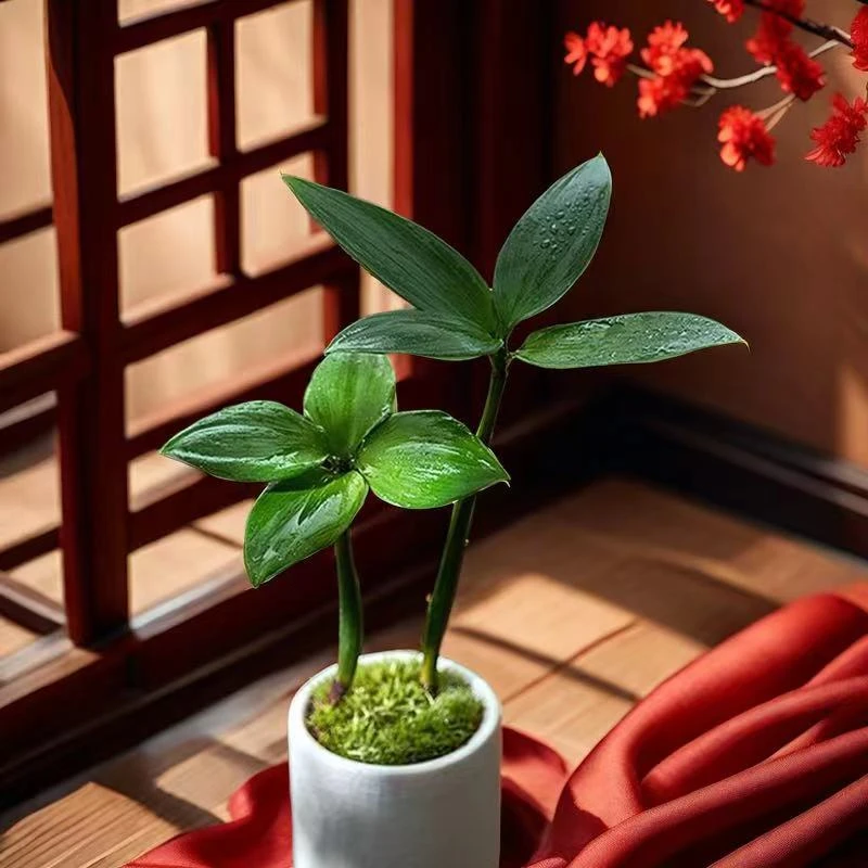放轻松绿植四叶草竹柏花卉盆栽室内好养办公室桌面微景观迷你绿植