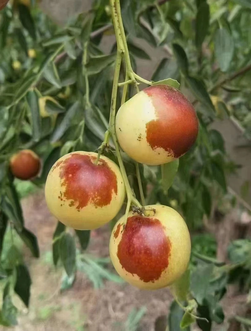 【一代冬枣通货～大中小个头都有】山东大枣新鲜脆甜爽口当季水果