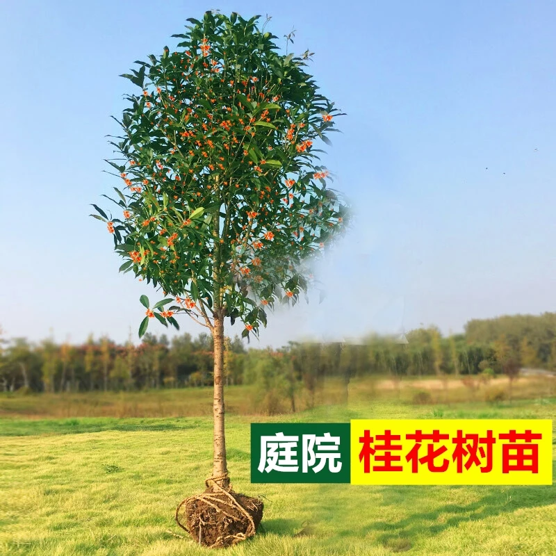 桂花树苗浓香金桂丹桂四季桂原生庭院四季常青地盆栽花卉绿植大树